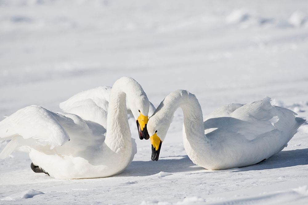 Japan-Hokkaido Two whooper swans celebrate loudly after landing art print by Ellen Goff for $57.95 CAD